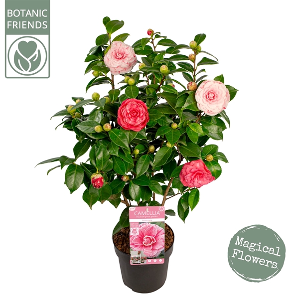Camellia Japonica Bonomiana