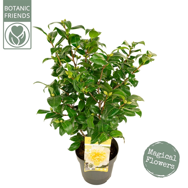 Camellia Williamsii Jury's Yellow