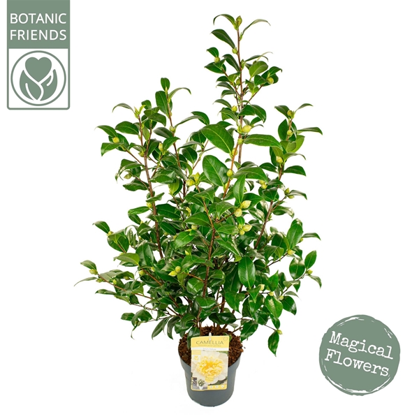 Camellia Japonica Jury's Yellow Premium