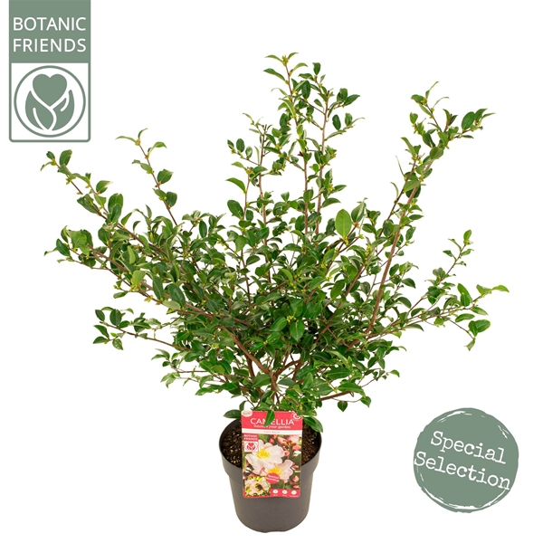 Camellia Japonica Fairy Blush
