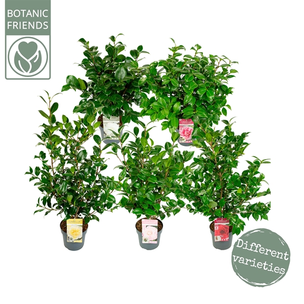 Camellia Japonica Mix