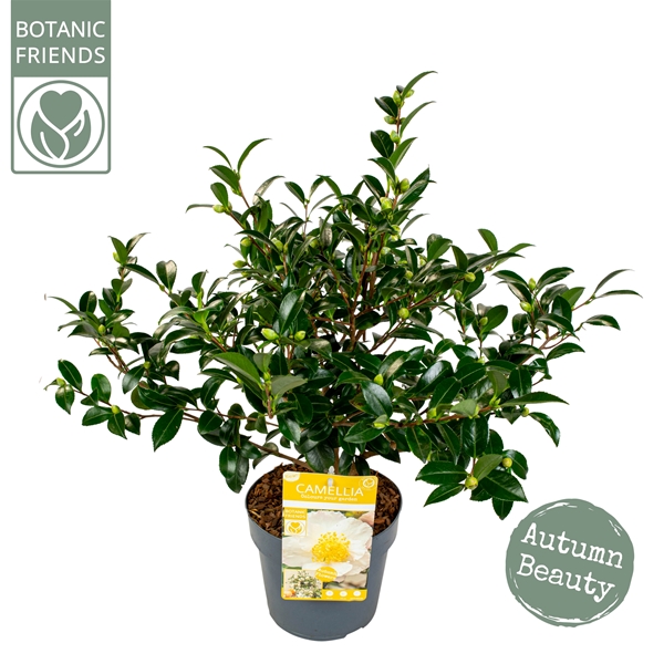 Camellia Sansanque White 