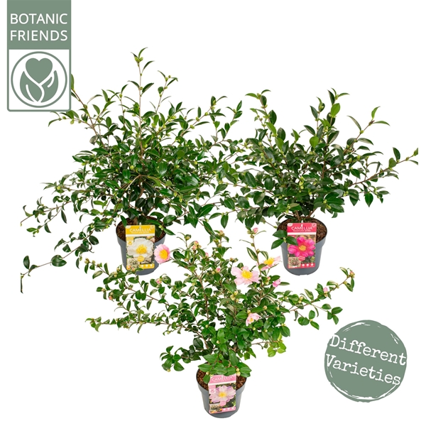Camellia Sasanqua Mixlage