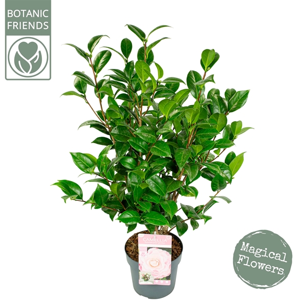 Camellia Japonica Nuccio's Cameo