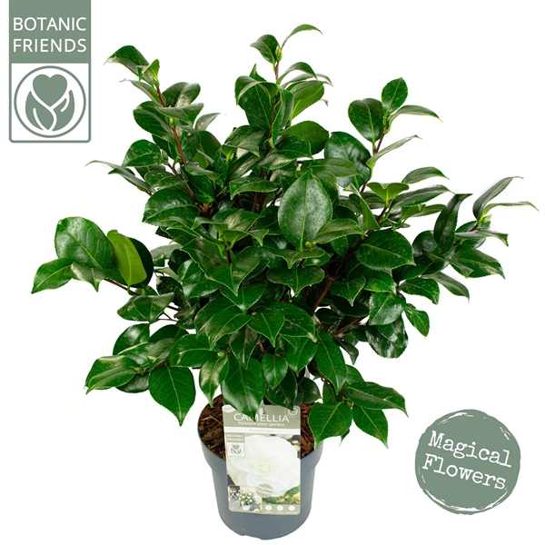 Camellia Japonica Nuccio's Gem Premium