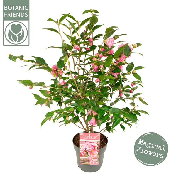 Camellia Japonica Spring Festival 