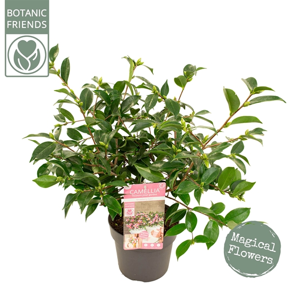 Camellia Sasanqua Strawberry Swirl