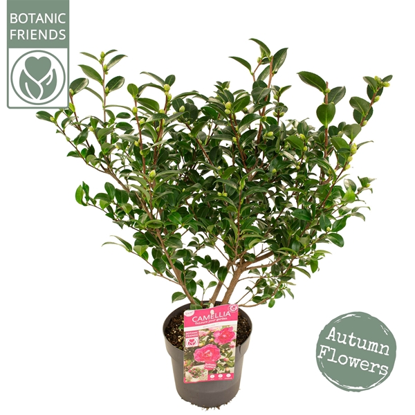 Camellia Sasanqua With Love
