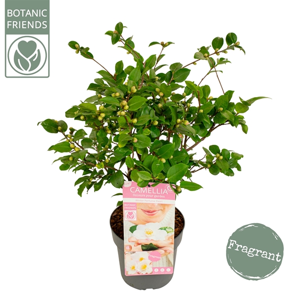 Camellia Japonica Winter Purfume Pearl