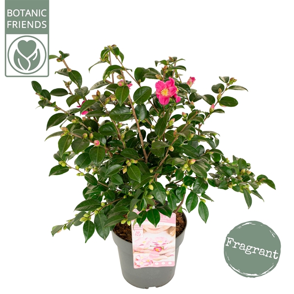 Camellia Japonica Winter Purfume Pink