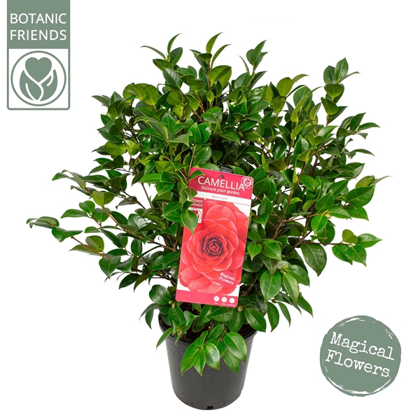 Camellia Japonica Black Lace