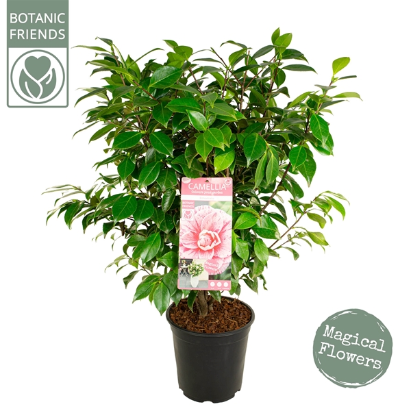 Camellia Japonica Bonomiana