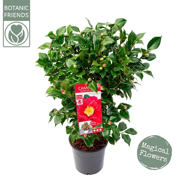 Camellia Japonica Dr. King