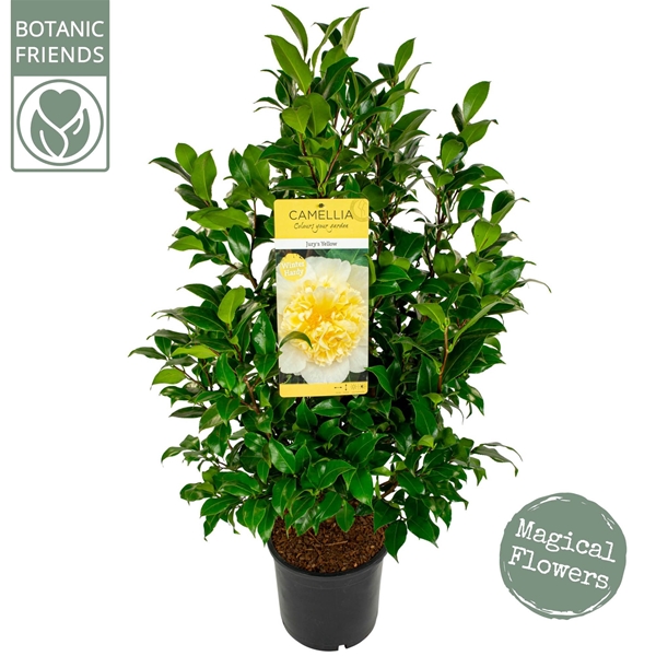 Camellia Japonica Jury's Yellow