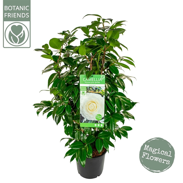 Camellia Japonica Matterhorn