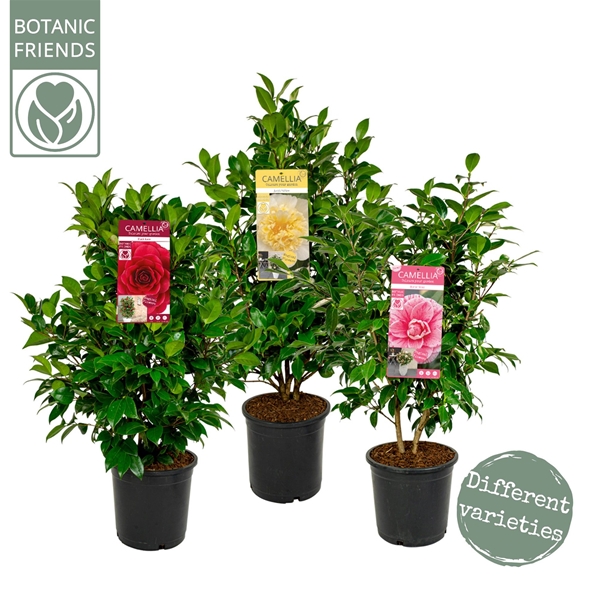 Camellia Japonica Mix