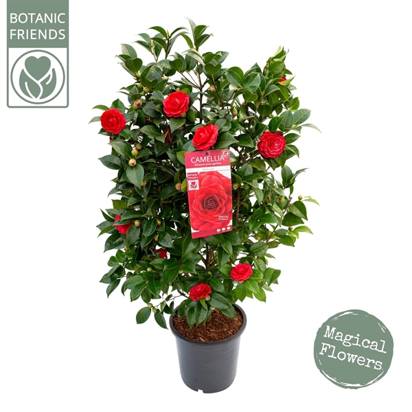 Camellia Japonica Black Lace