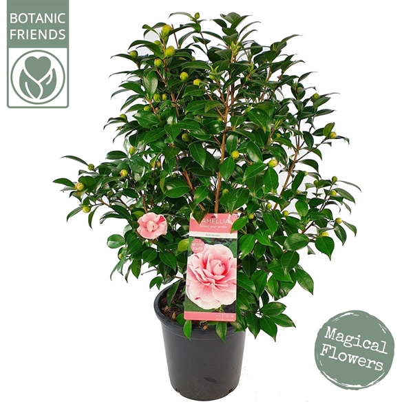 Camellia jap. 'Bonomiana'