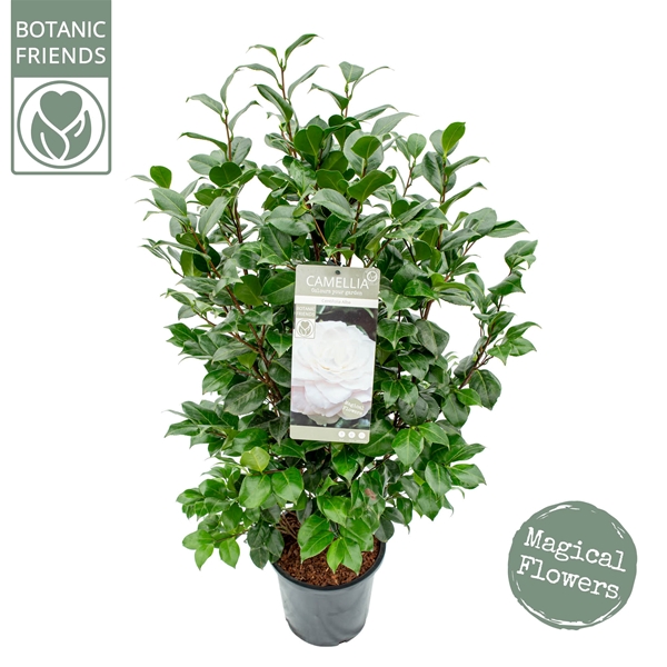 Camellia Japonica Centifolia Alba