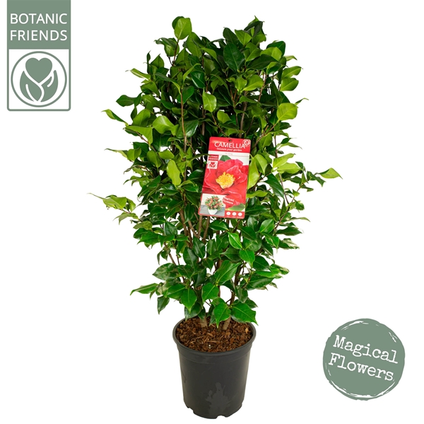 Camellia Japonica Dr. King