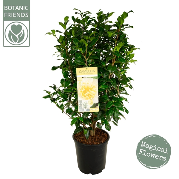Camellia Japonica Jury's Yellow
