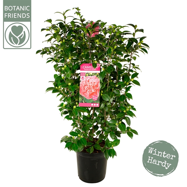 Camellia Japonica Marie Bracey