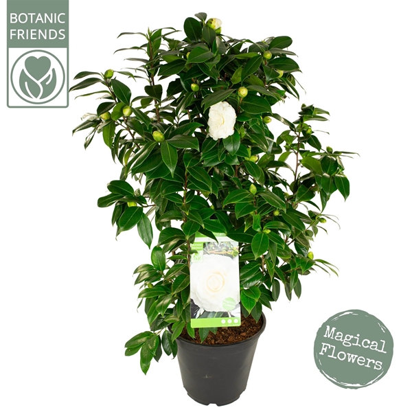 Camellia Japonica Matterhorn