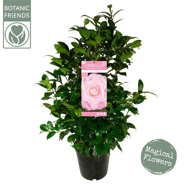 Camellia Japonica Nuccio Camea