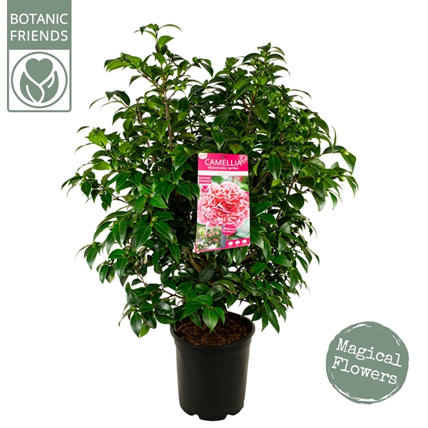 Camellia Volunteer