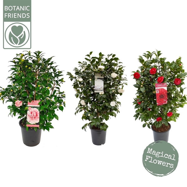 Camellia Japonica Mix