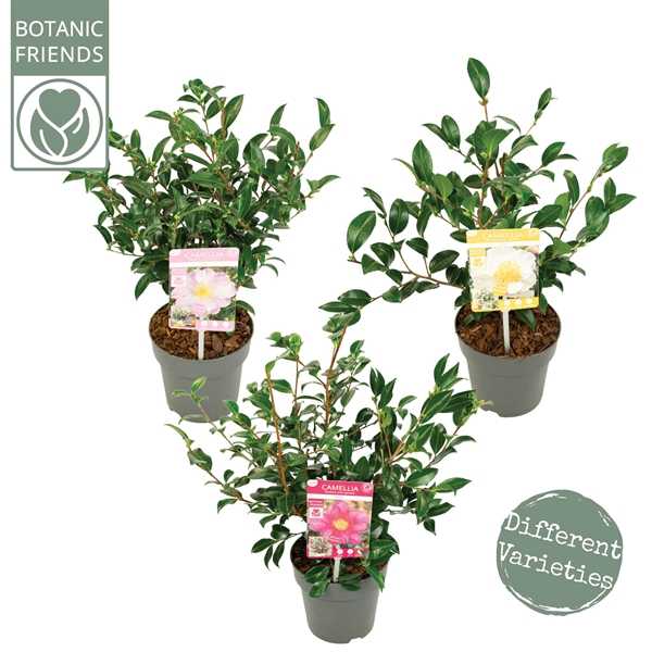 Camellia Sasanqua Mix