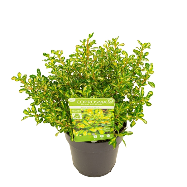 Coprosma Repens Lemon & Lime