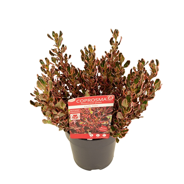 Coprosma Repens Pacific Dawn