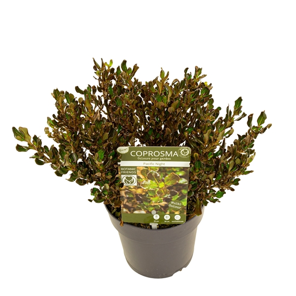 Coprosma Repens Pacific Night