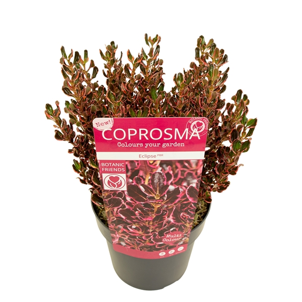 Coprosma Repens Eclipse