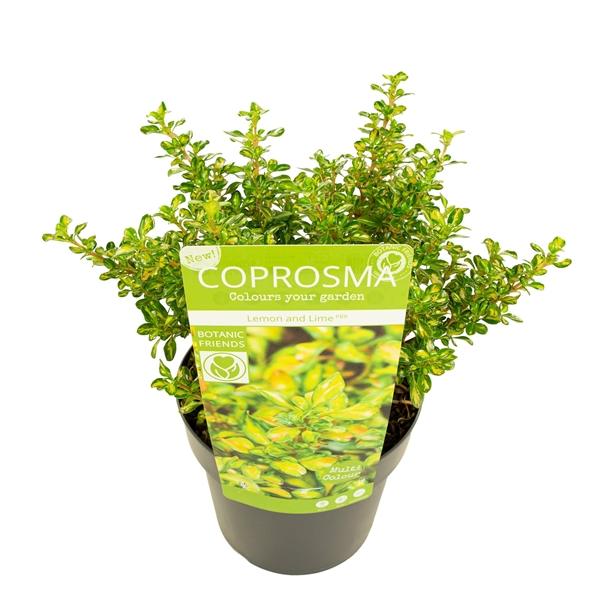 Coprosma Repens Lemon and Lime