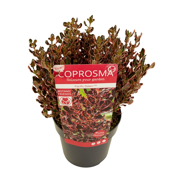 Coprosma Repens Pacific Dawn