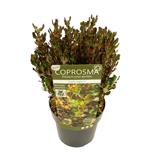 Coprosma Repens Pacific Night