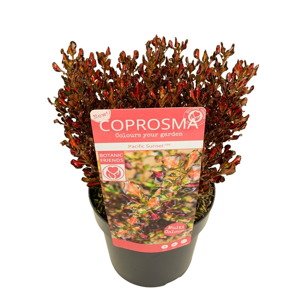 Coprosma Repens Pacific Sunset