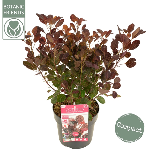Cotinus Coggygria Lilla