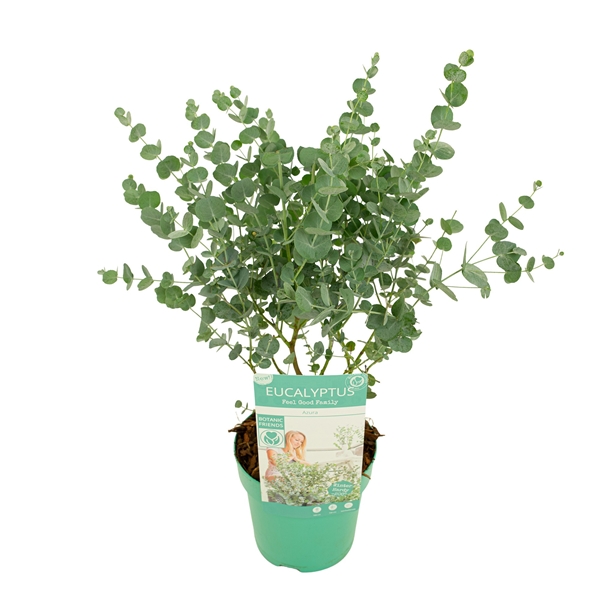 Eucalyptus Gunnii Azura