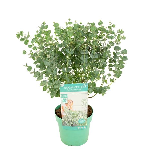 Eucalyptus Gunnii Azura