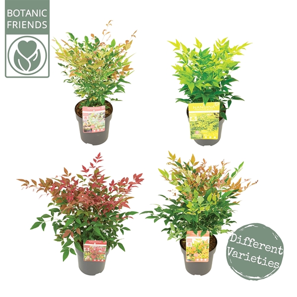 Nandina Domestica Mix
