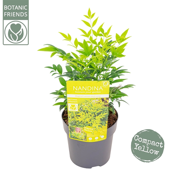 Nandina Magical Lemon & Lime
