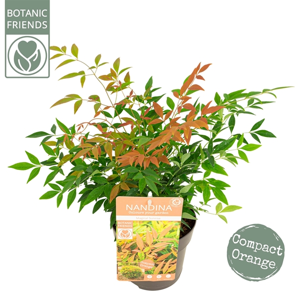 Nandina Magical Sunrise
