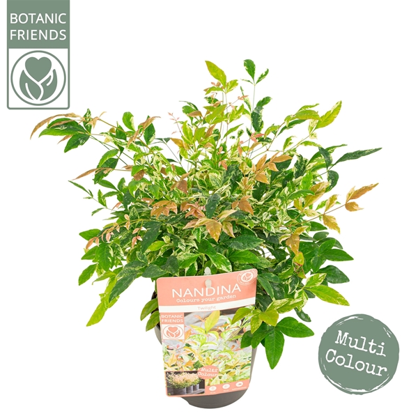 Nandina Twilight