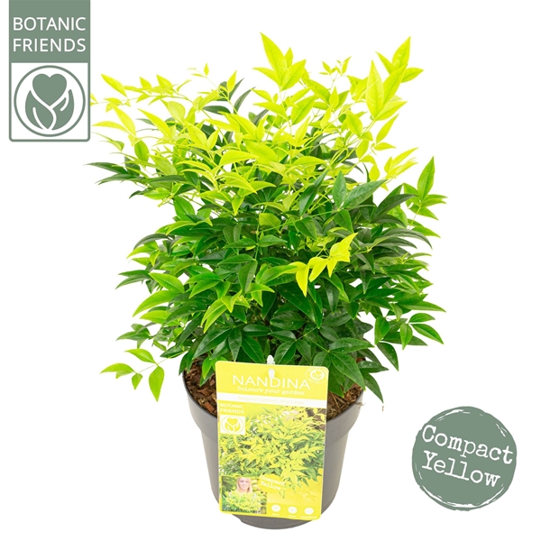 Nandina Domestica Magical Lemon and Lime