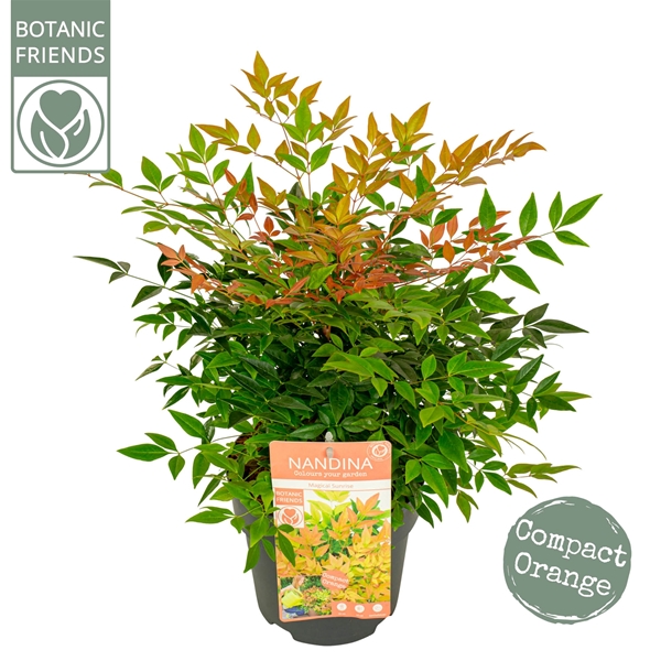 Nandina Magical Sunrise