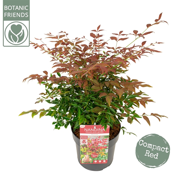 Nandina Domestica Obsessed
