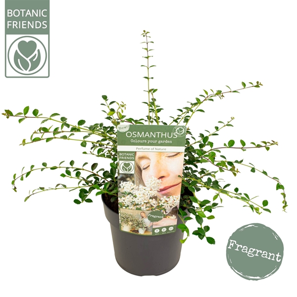 Osmanthus 'Perfume of Nature'®